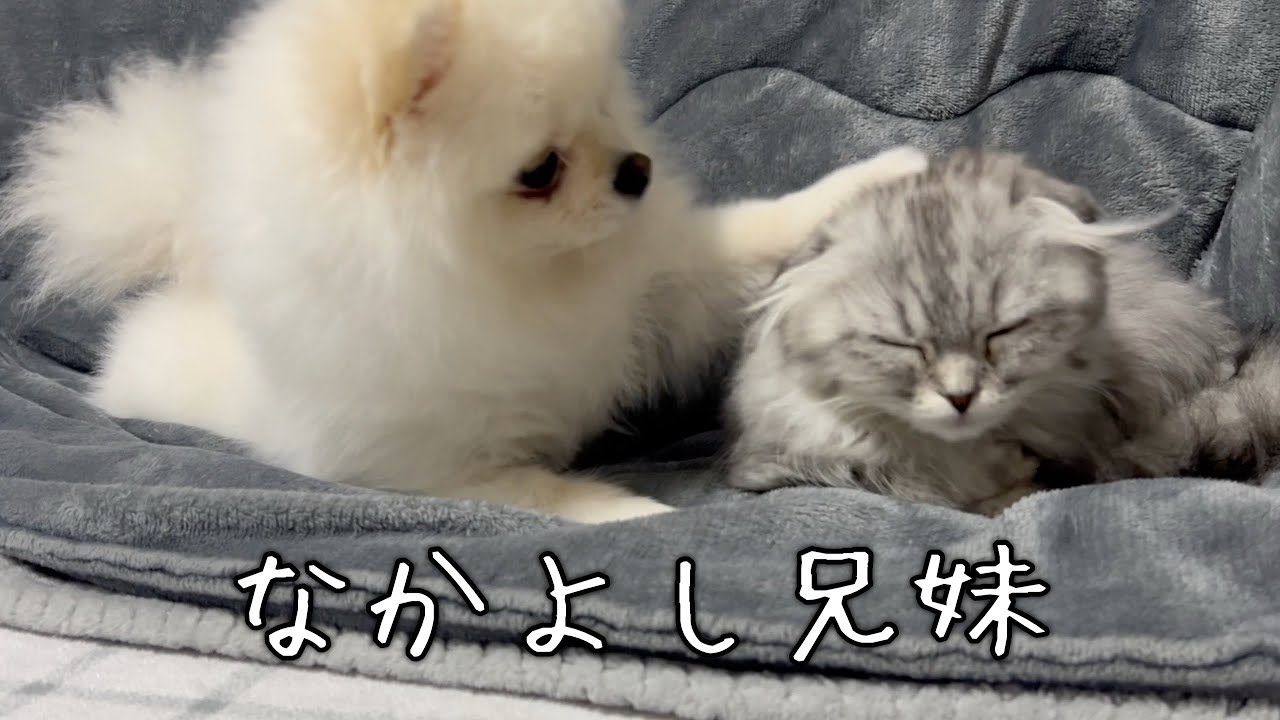 朝から晩までくっついてるしろ&にゃーごが可愛すぎる!!【マンチカン】【ポメラニアン】