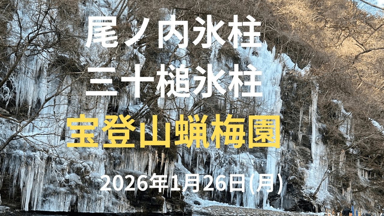 『尾ノ内氷柱・三十槌氷柱・宝登山蝋梅』　　秩父の尾ノ内・三十槌氷柱の現況、宝登山の蝋梅の開花状況です。