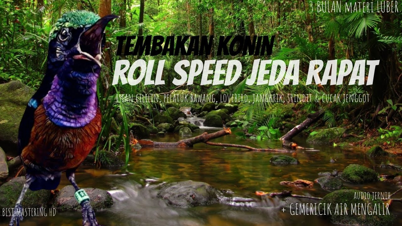 Masteran KONIN Bongkar Isian Full Cililin, Pelatuk, Jangkrik, Lovebird, Srindit & Cucak Jenggot