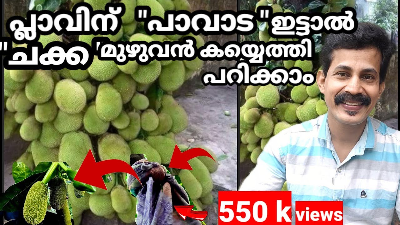 പ്ലാവിന് പാവാടയിട്ടാൽ ചക്ക കയ്യെത്തി പറിക്കാം/ jack fruit farming Tip Malayalam / BTech mix media