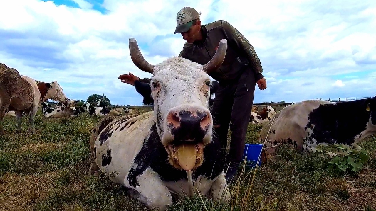 Farm Life: Harvest, Hay Bales, Milking Cows & Field Work | Compilation