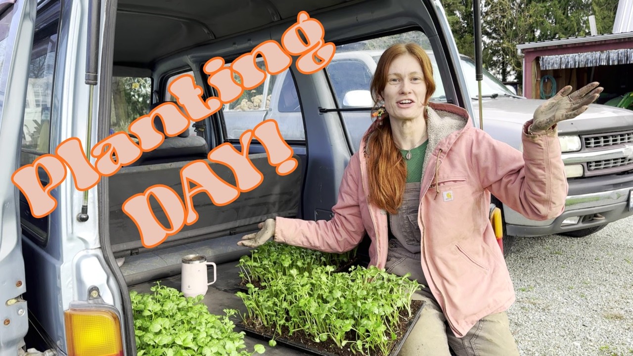 Planting Ranunculus at FlowerFunk Farm | A Rare Sunny Winter Day in Washington
