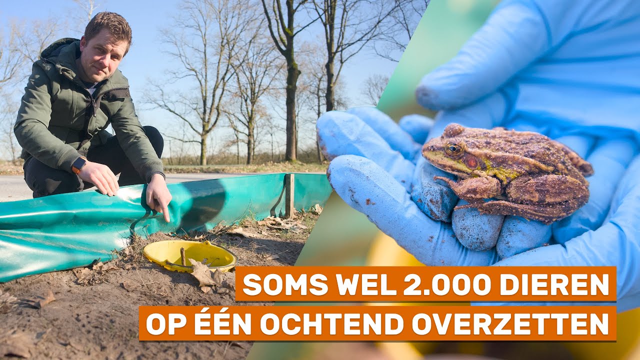 De drukste oversteekplaats voor amfibieën, bestaat straks niet meer