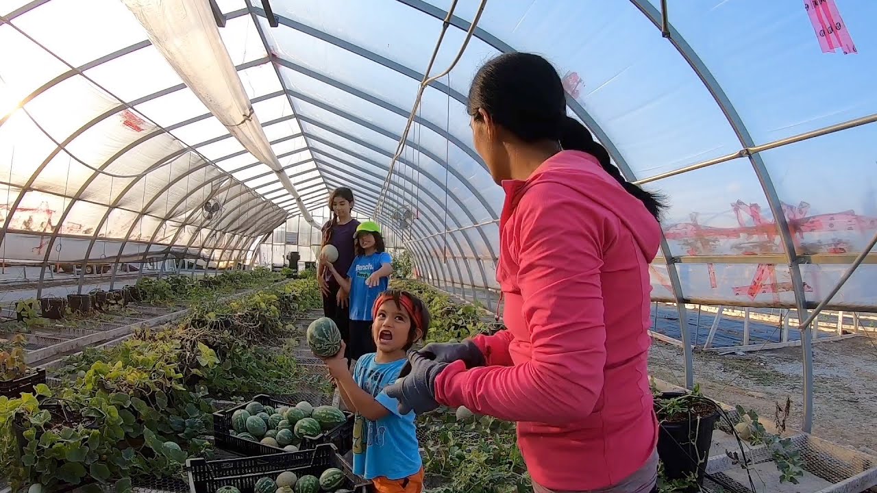 Planting And Harvesting Watermelon And Cantaloupe In The Greenhouse. Filipina Gardening In Canada.