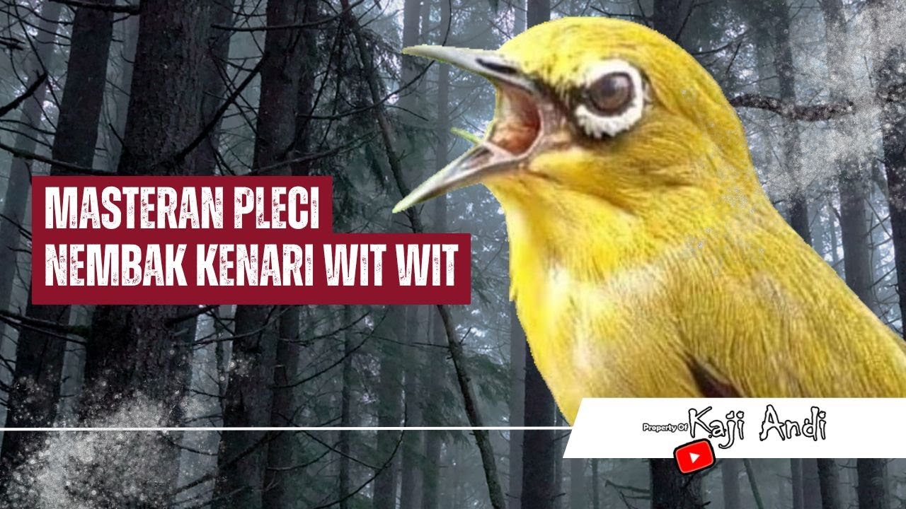 Masteran Pleci Nembak Wit Wit Kenari Mudah Ditiru