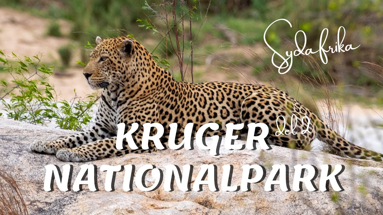 Vilde oplevelser i Kruger Nationalpark, Sydafrika