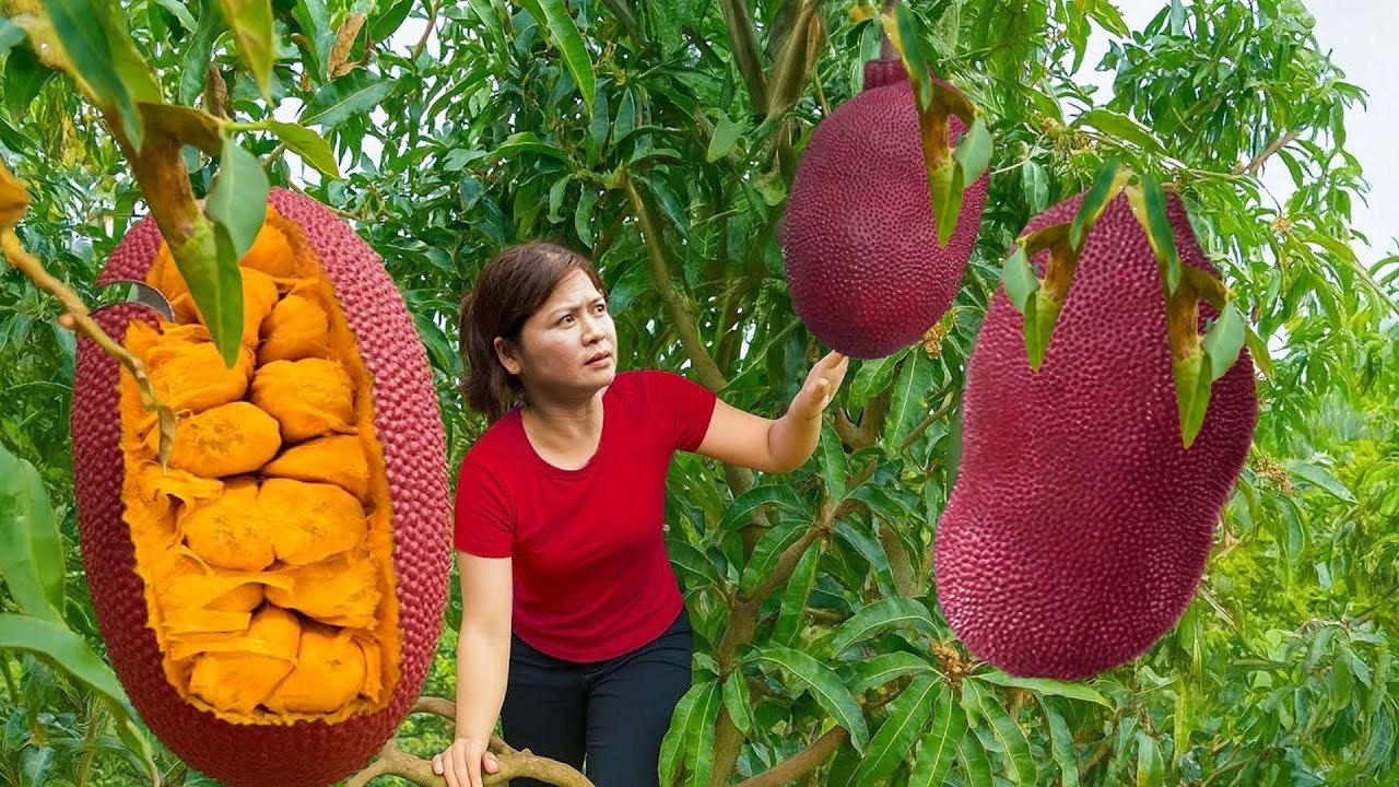 Life Countryside of Women: Harvesting GIANT Red Jackfruit Go to Market Sell & Cooking in Village