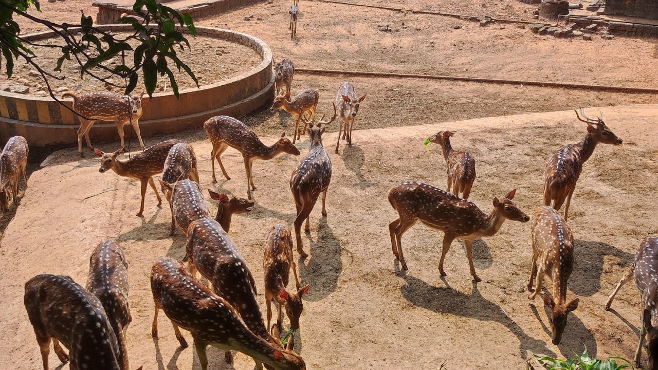 বাংলাদেশের জাতীয় চিড়িয়াখানা মিরপুর। National  zoo in Bangladesh। 