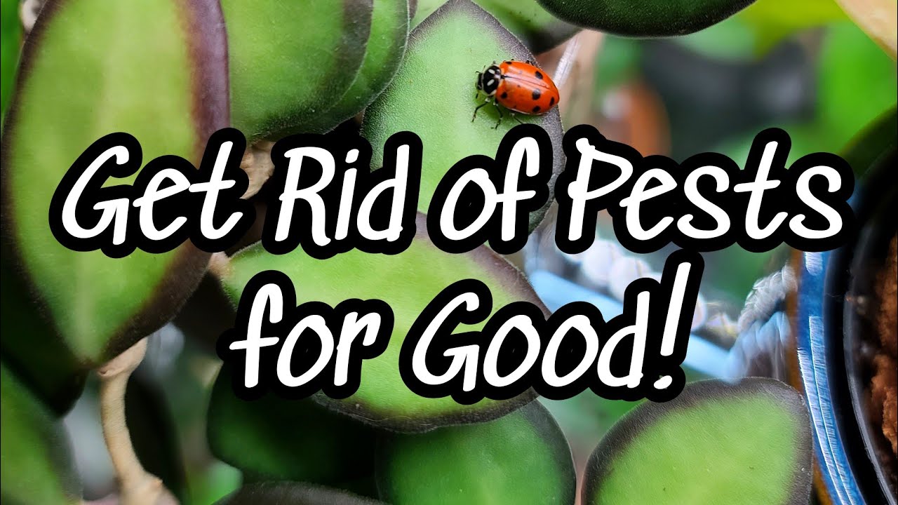 How To Treat ALL Pests & Keep Them Away!! 🐞 thrips, spider mites, mealybugs, fungus gnats + more 💀