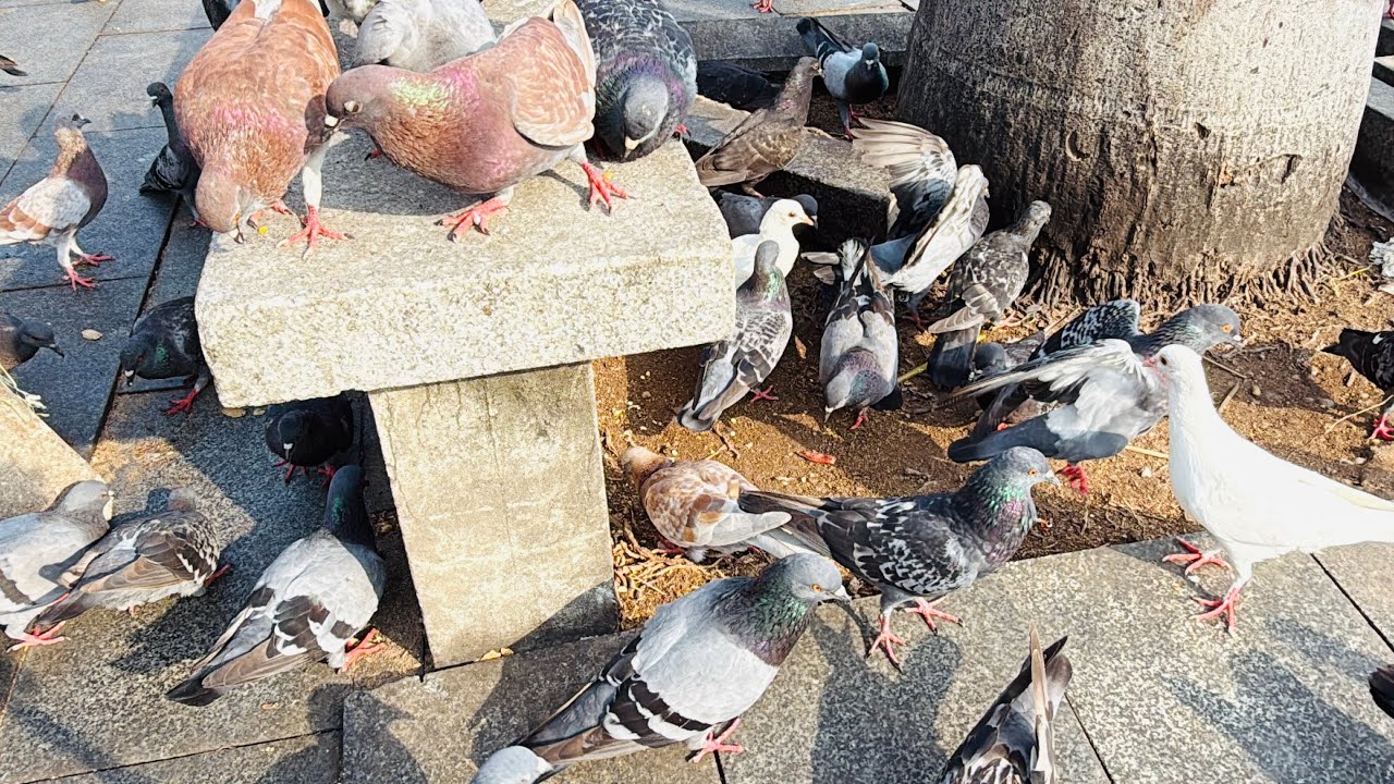 I am happily feeding many pigeons.