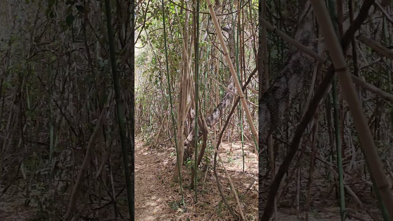 Ankarana Park #travells #madagascar
