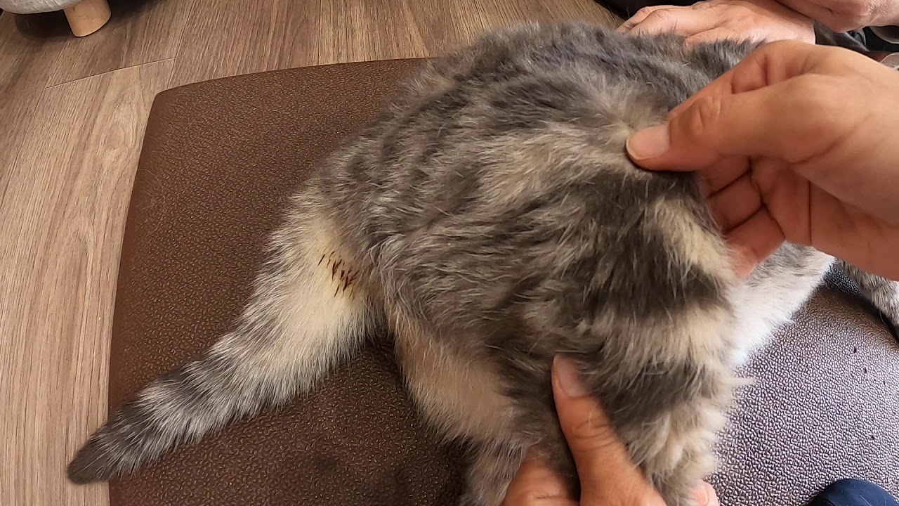 固まった後ろ足、股関節のマッサージ「猫」