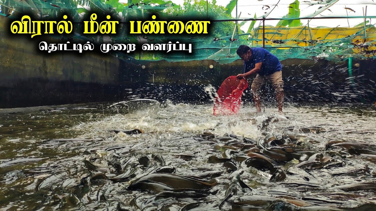 சிமெண்ட் தொட்டியில் விரால் மீன் வளர்ப்பு! viral farm 🦈