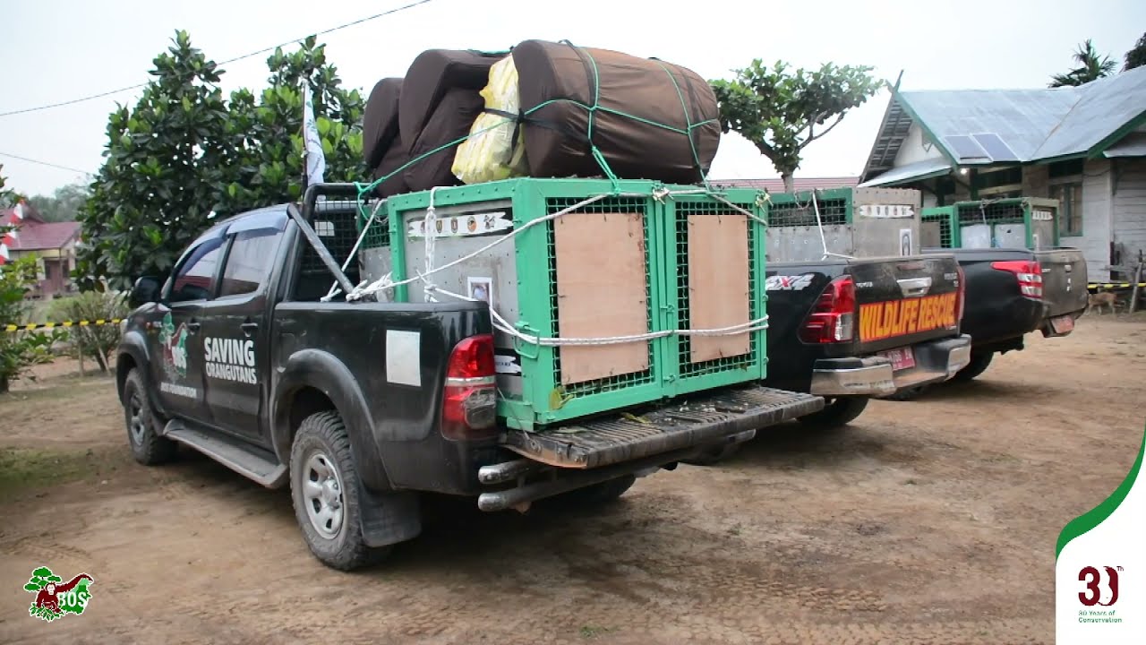 In collaboration to release 7 orangutans into prime habitat