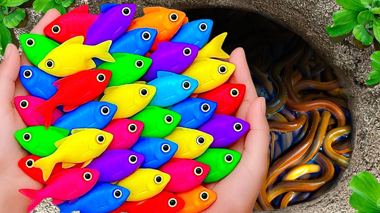 The Incredible Catch Colorful Aquarium Fish In Small Pond, Baby Turtle, Pencil Fish, Carp, Goldfish