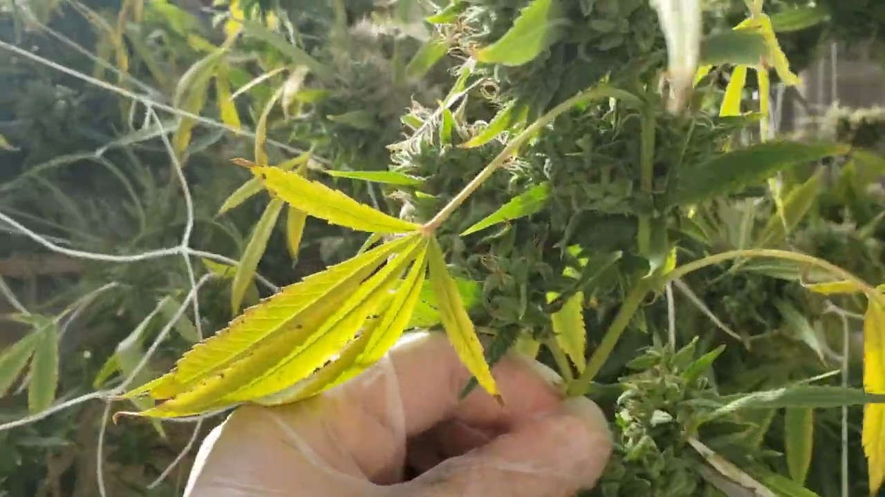 2023 Greenhouse Pamir Gold Harvest