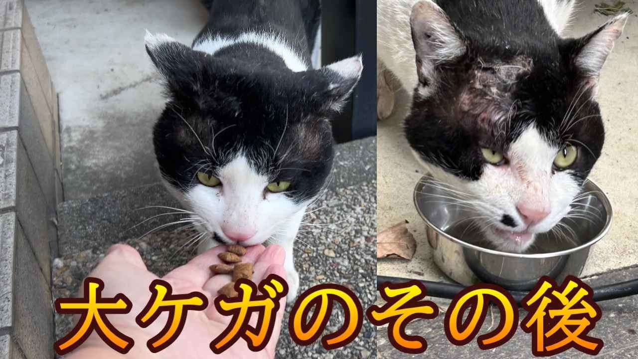 【猫同士の喧嘩で大怪我をした外猫がお薬を続けた結果とハッチの冬の温かいハウスのご紹介】