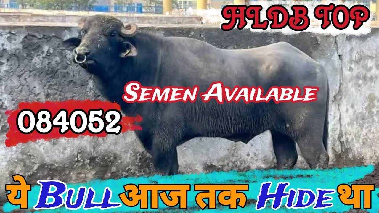 #Hldb का मुर्रा नगीना #084052_बुल जो आज तक छुपा हुआ था #Semwn_Available