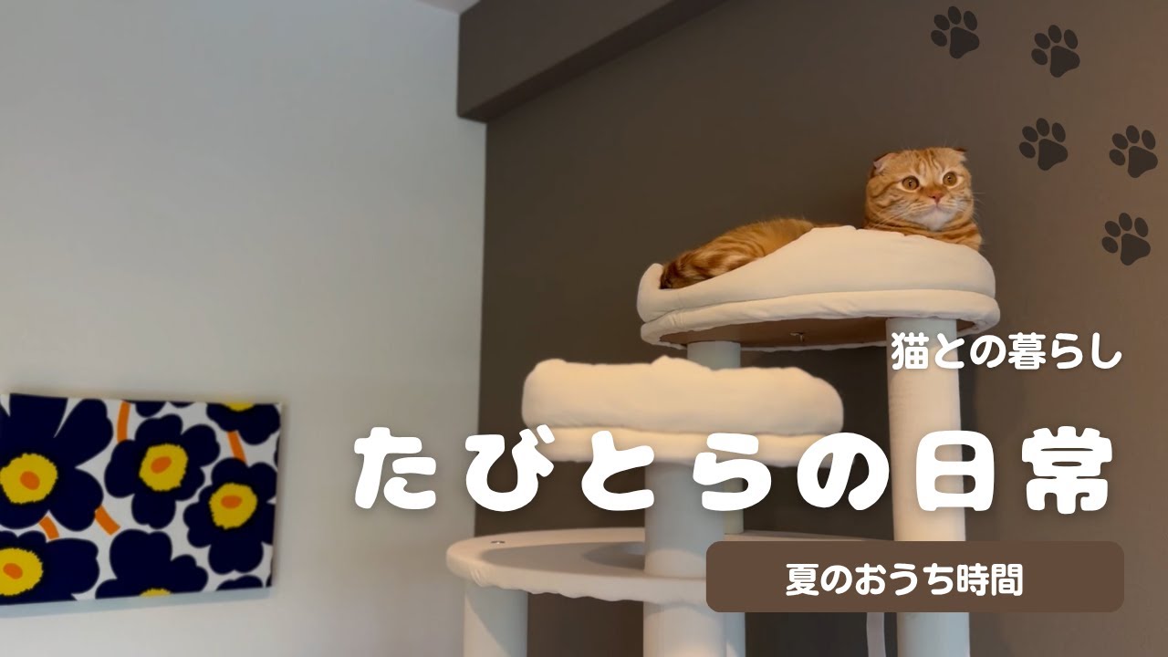 【猫と暮らすVlog】猫と過ごす夏のおうち時間/シンプルライフ