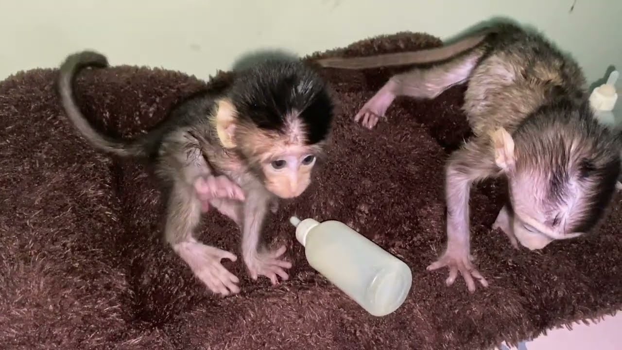 TWO NEWBORN BABY MONKEY