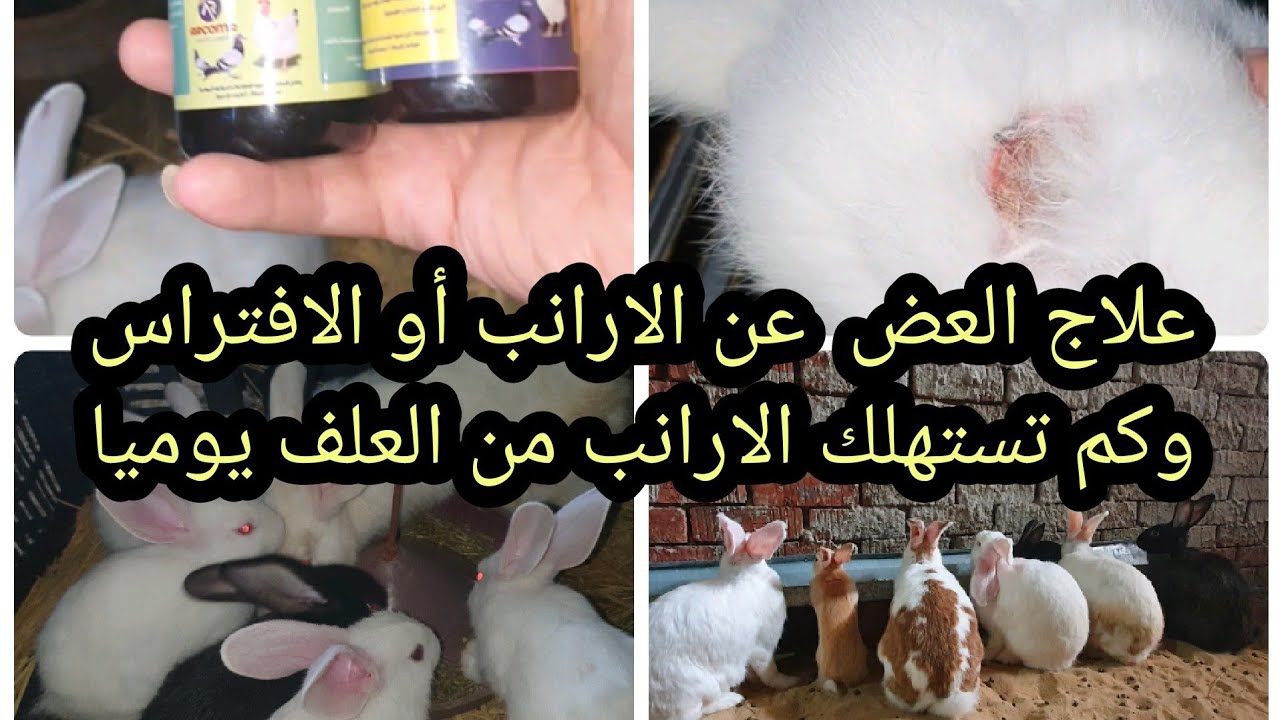 علاج الافتراس عند الارانب|أو العض|وكم تستهلك الارانب فى اليوم من العلف