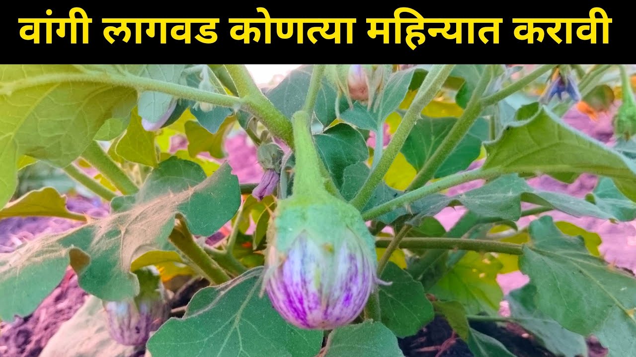 वांगी लागवड कोणत्या महिन्यात करावी | उन्हाळी वांगी लागवड |#PracticalFarming #agriculture #brinjal