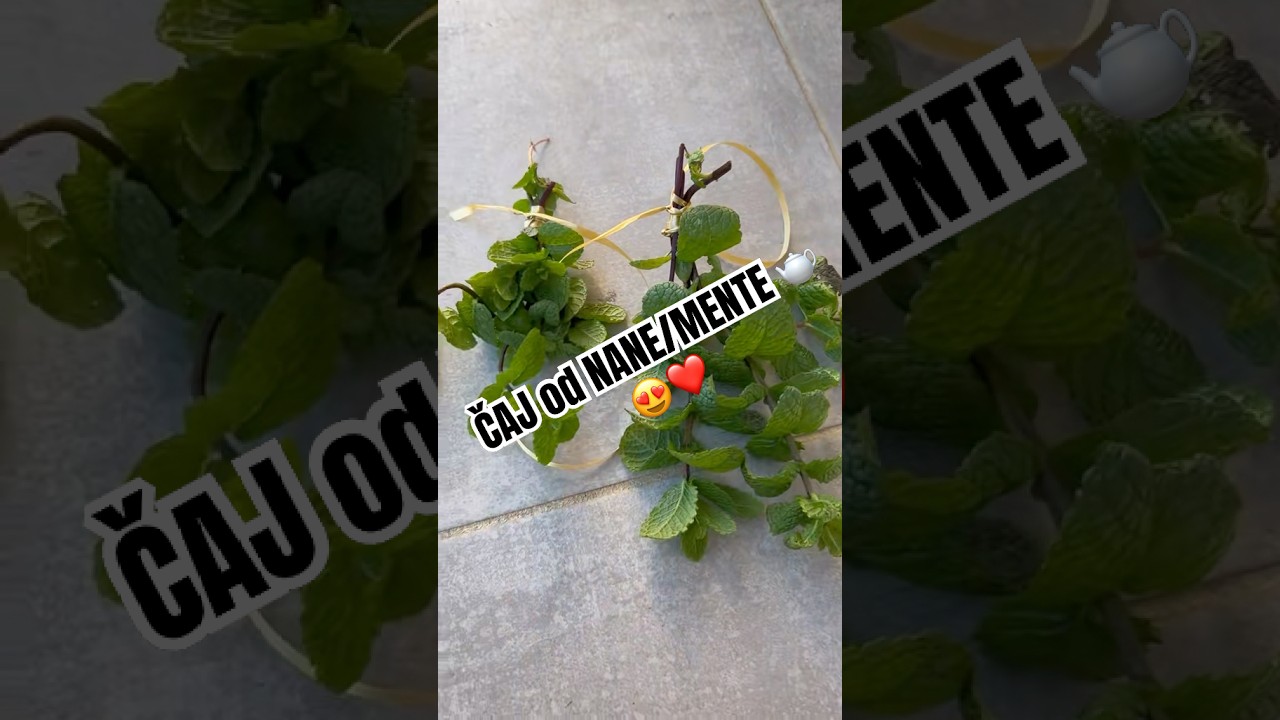 Domaća nana/menta i čaj od nane&hellip; zaprati me za jo&scaron; videa ❤️🫖 #allaboutsk #recept