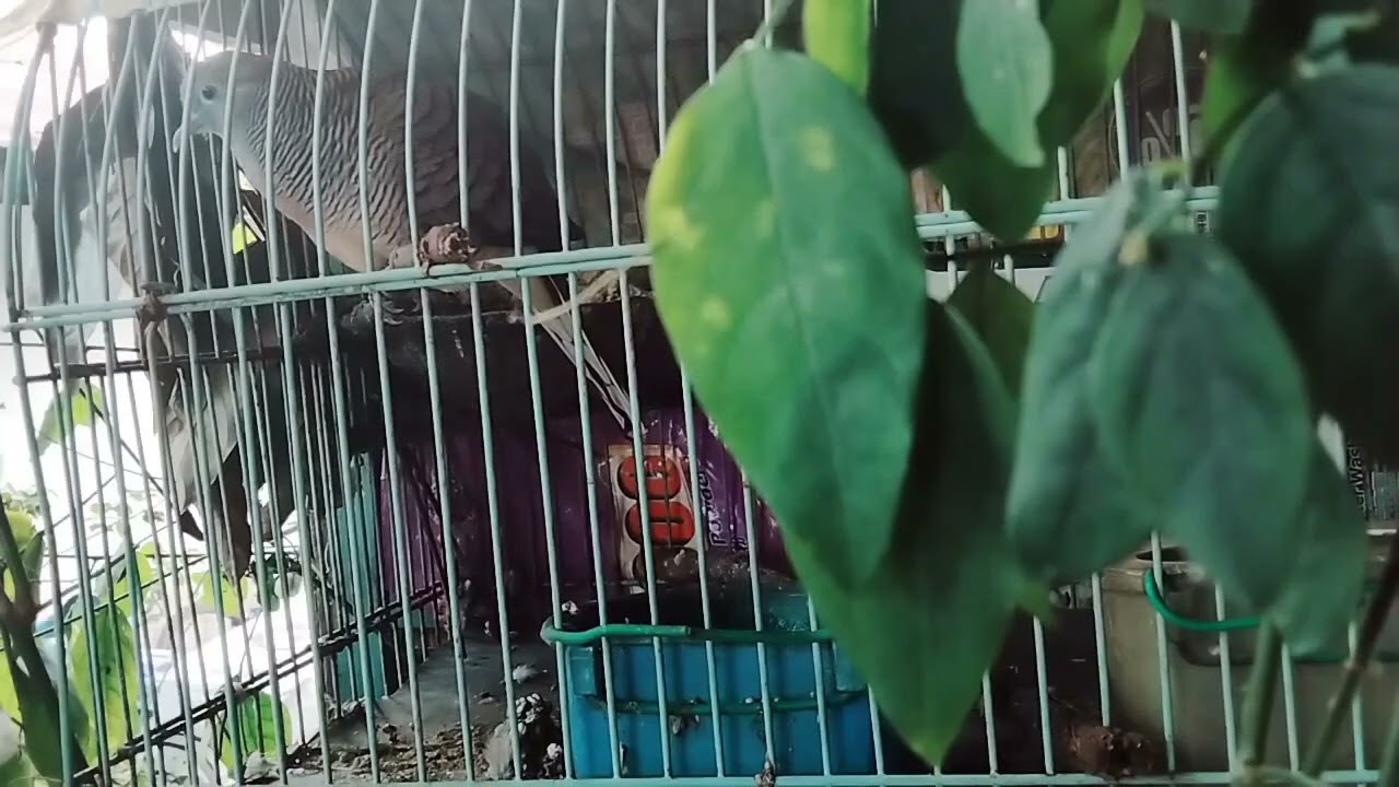 suara naga seru