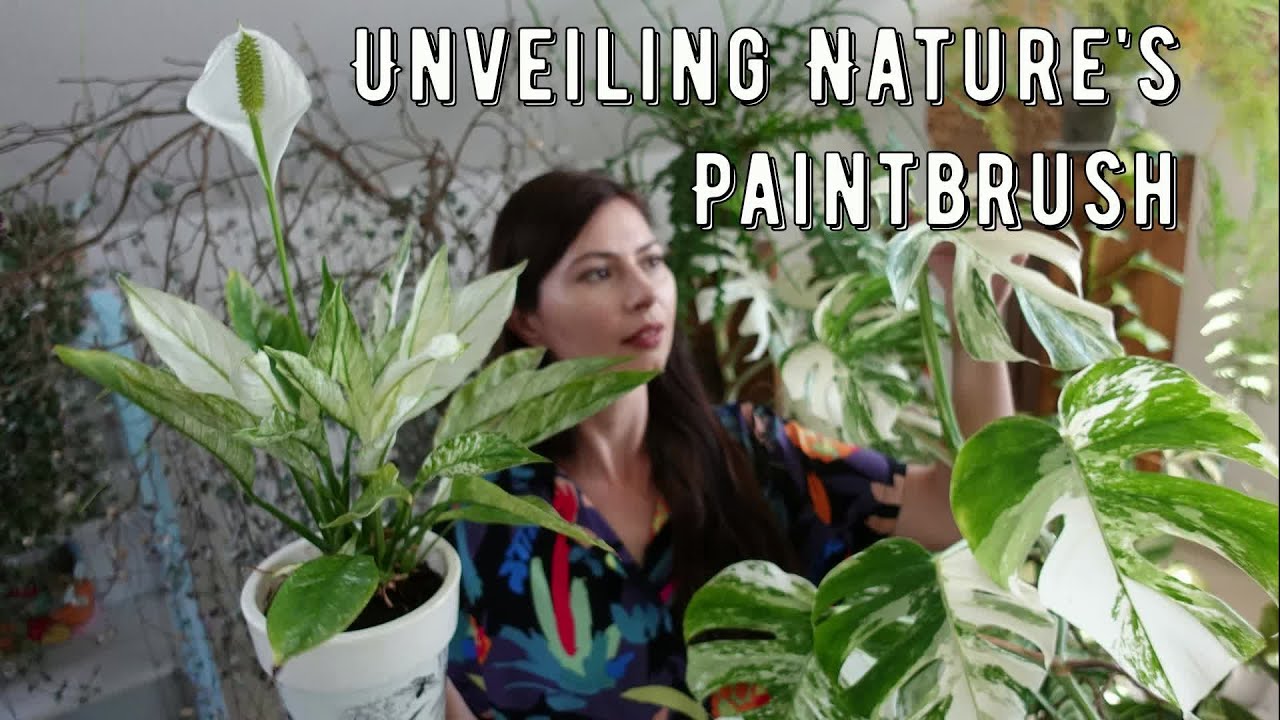 10 Mesmerizing Variegated Plants You Must See!