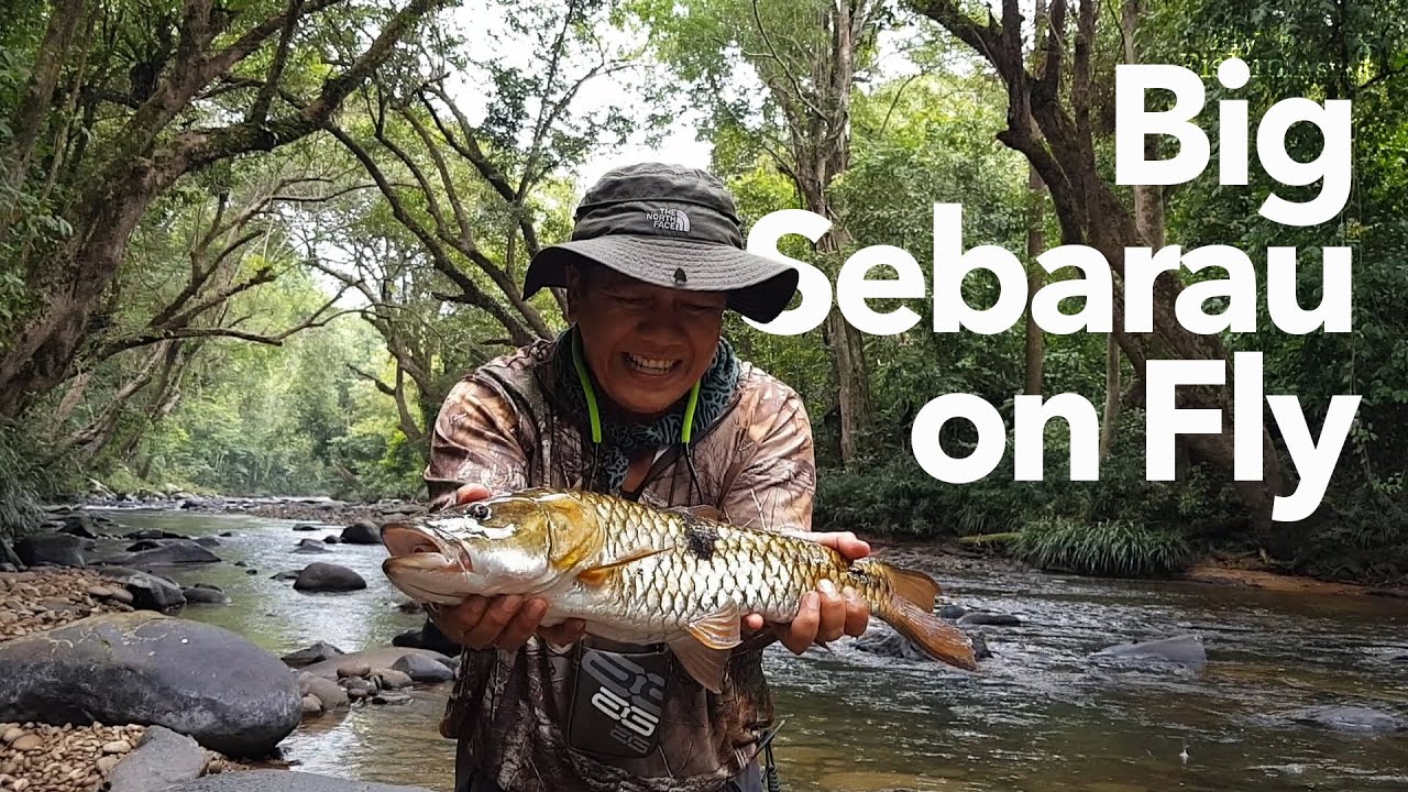 Fly fishing Mahseer and Huge Hampala Barb (Jungle Perch) in Sabah Borneo Malaysia