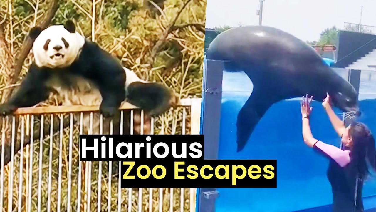 Hilarious Zoo Escapes