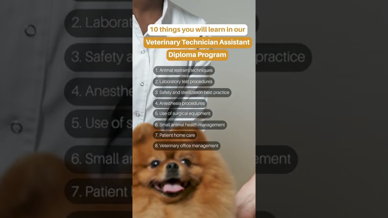10 things you will learn in our Veterinary Technician Assistant Diploma Program
