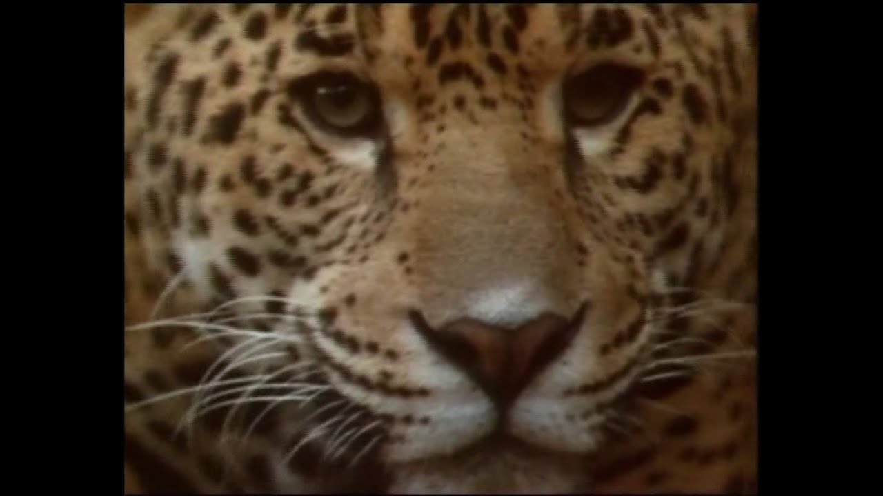 Igazi vadon &eacute;lő &aacute;llatok: A tr&oacute;pusi esőerdő vil&aacute;ga