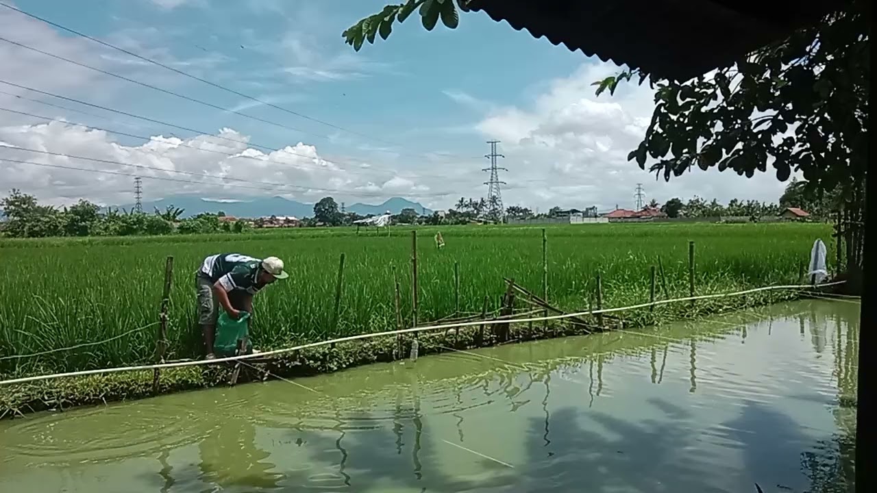 PELEPASN IKAN 🐠🐋🐟