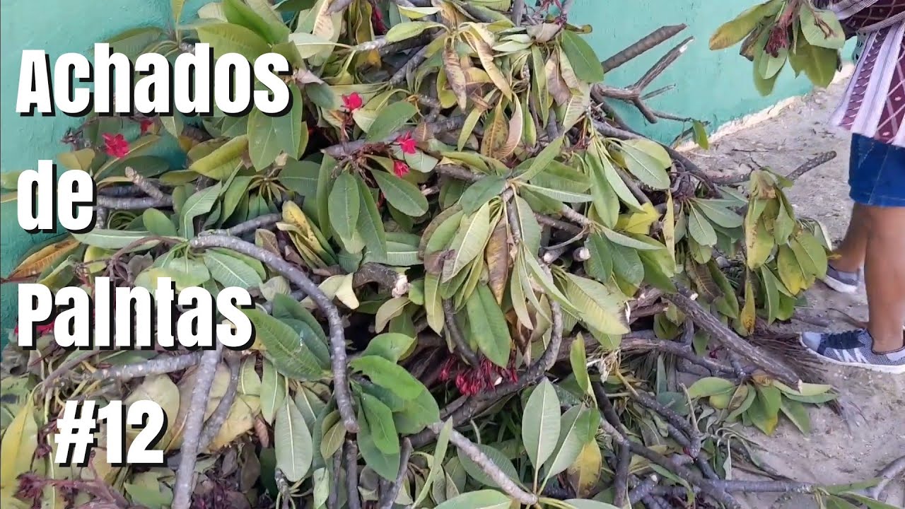 Achei Muitas Plantas no Lixo - Mais um resgate #12