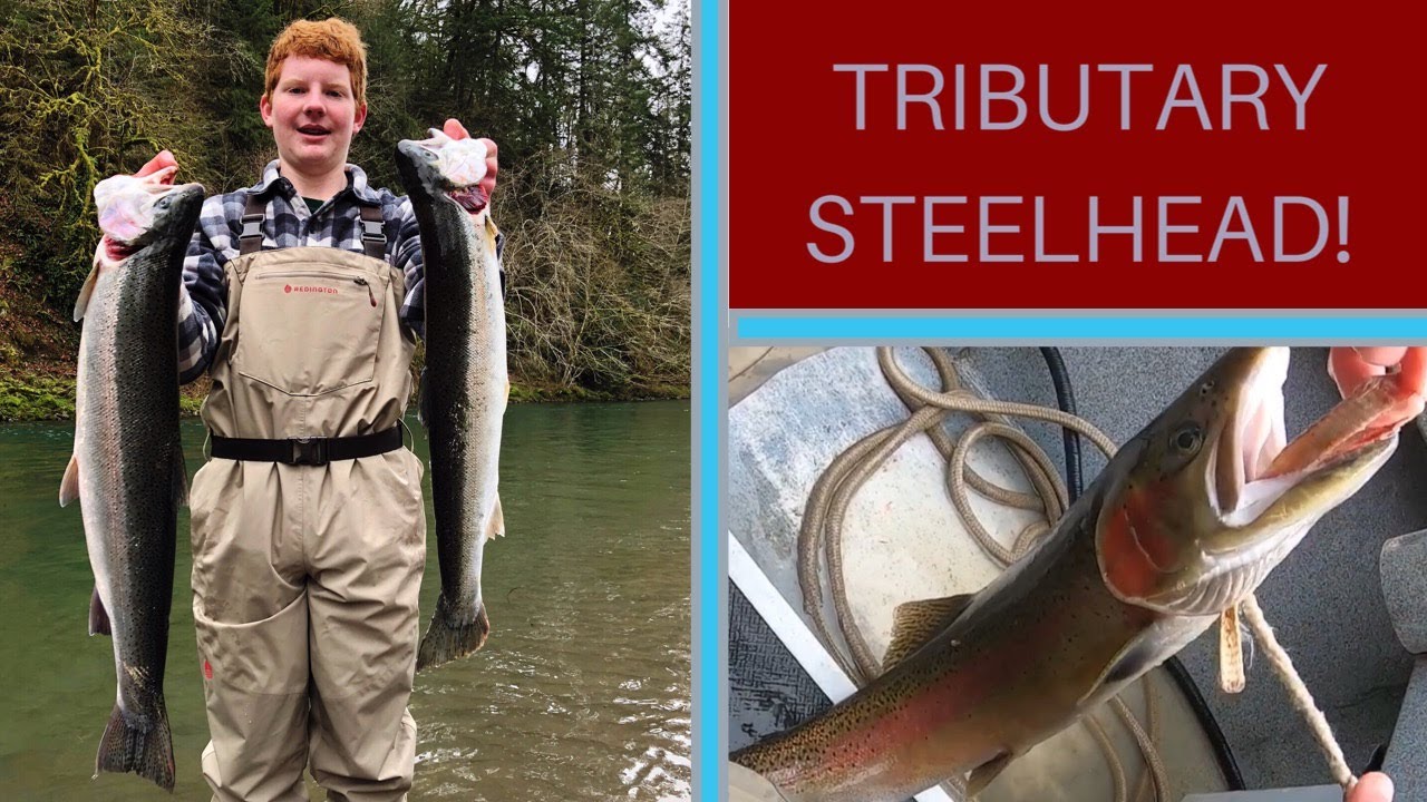 Washington State Steelhead Fishing 2020(Tributary Steelhead)