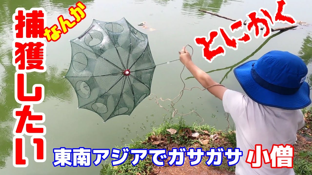【アクアリウム/熱帯魚水槽】いきもの東南アジア紀行 /池ガサガサ2連発！5㎝の巨大コメツキムシがパッチンする/小僧の網投げ特訓/サファリパーク餌あげ、きいてないよ！/キノボリトカゲ捕まえた！！