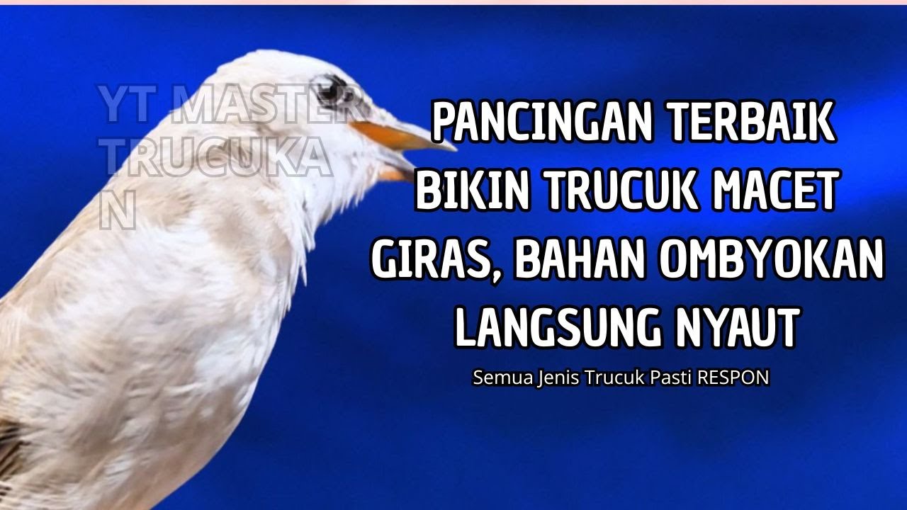 Trucukan GACOR ngalas ROPEL PANJANG suara alam AMPUH buat pancingan jadikan trucuk Gacor GARUDA