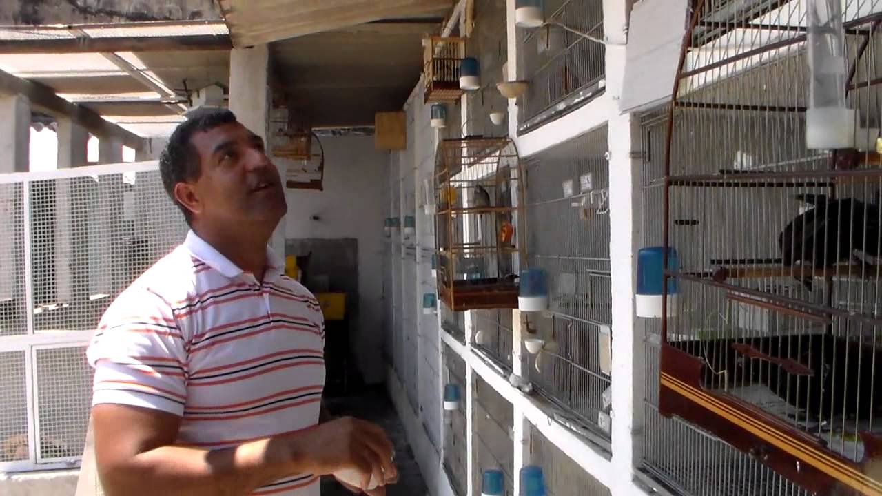 CRIAÇÃO DO SOMBRA 2012 FILHOTES PEQUENO, NOS OVOS E ADULTOS