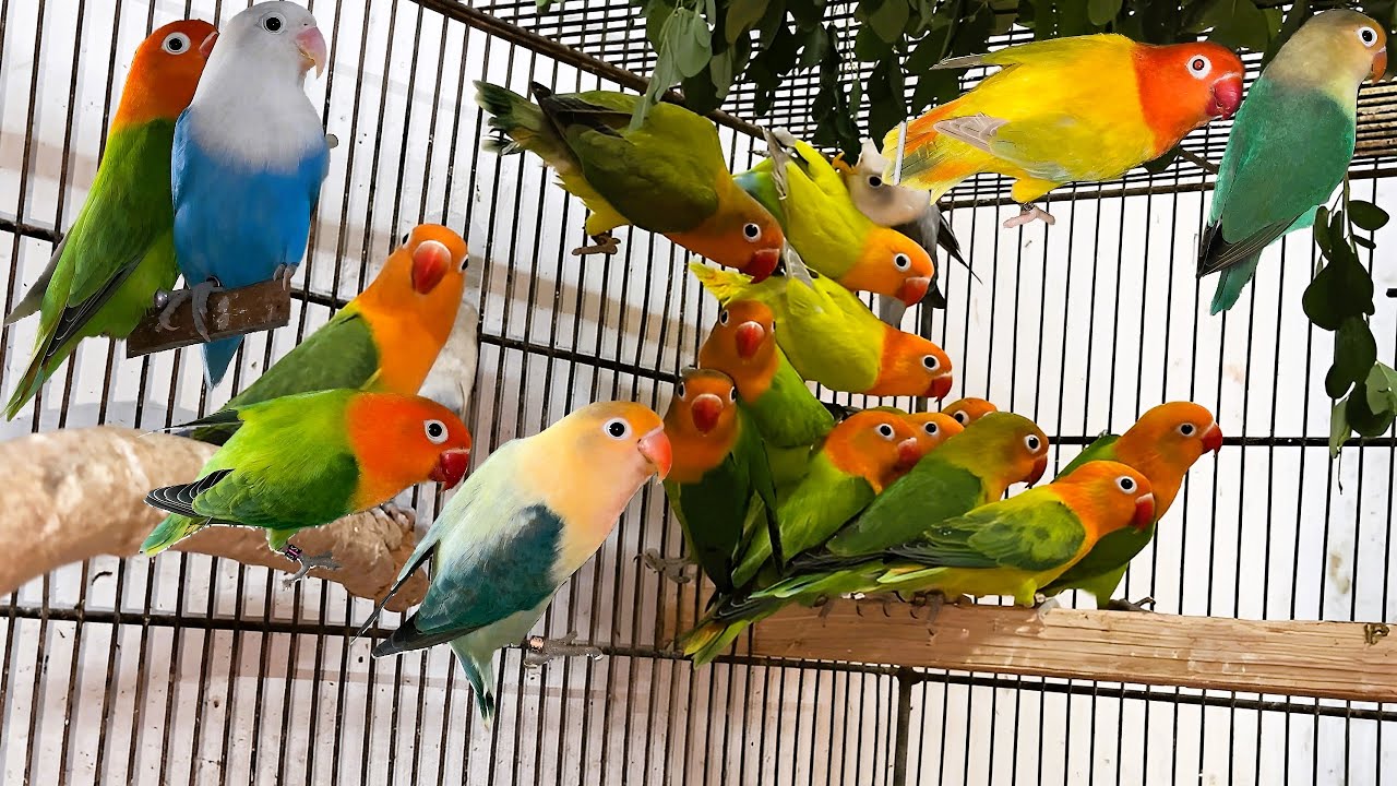 Lovebirds Mutation Breeding Aviary: A Guide to Successful Setup