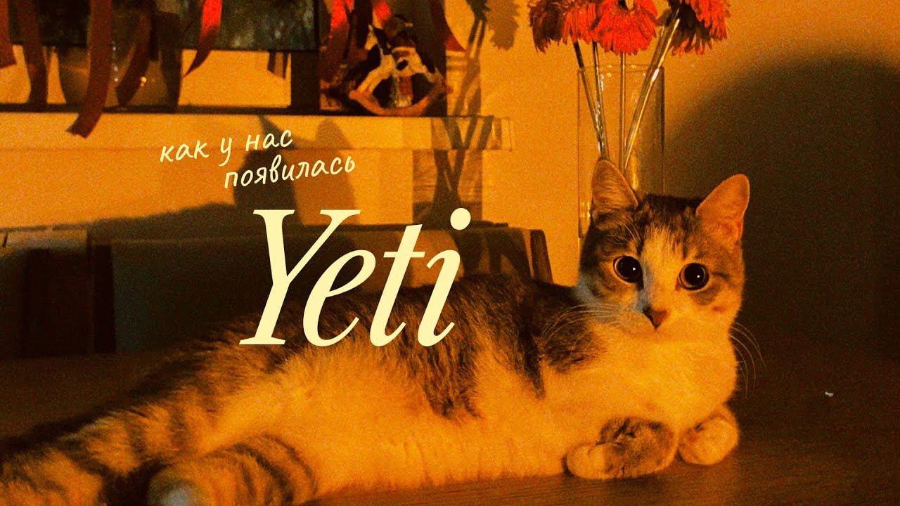 как мы завели котенка