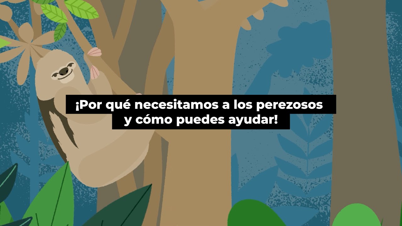 Por qu&eacute; necesitamos a los perezosos y c&oacute;mo puedes ayudar