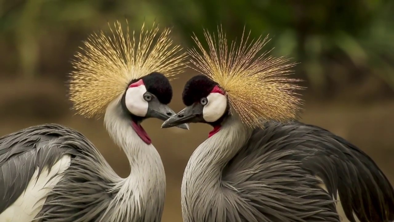 Les plus belles images de la nature