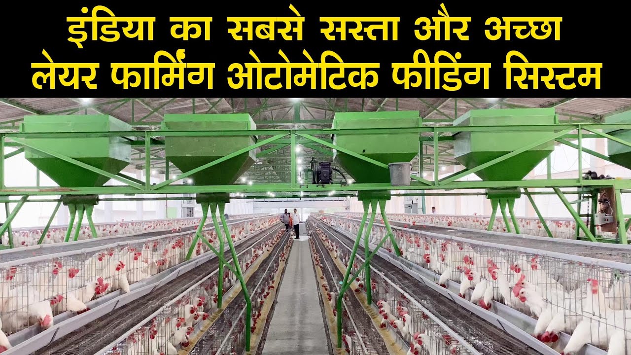 इंडिया का सबसे सस्ता और अच्छा लेयर फार्मिंग फीडिंग सिस्टम  India's best layer farming feeding system