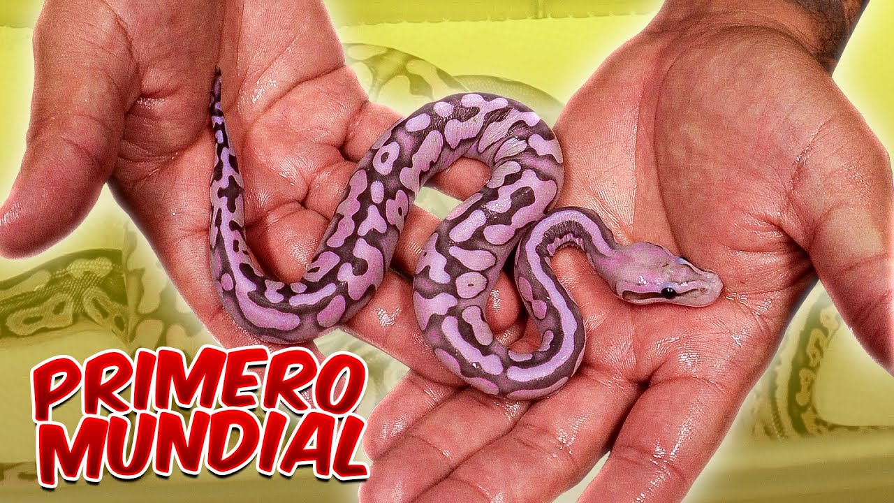 Otra Serpiente Sin Escamas! “Worlds First”