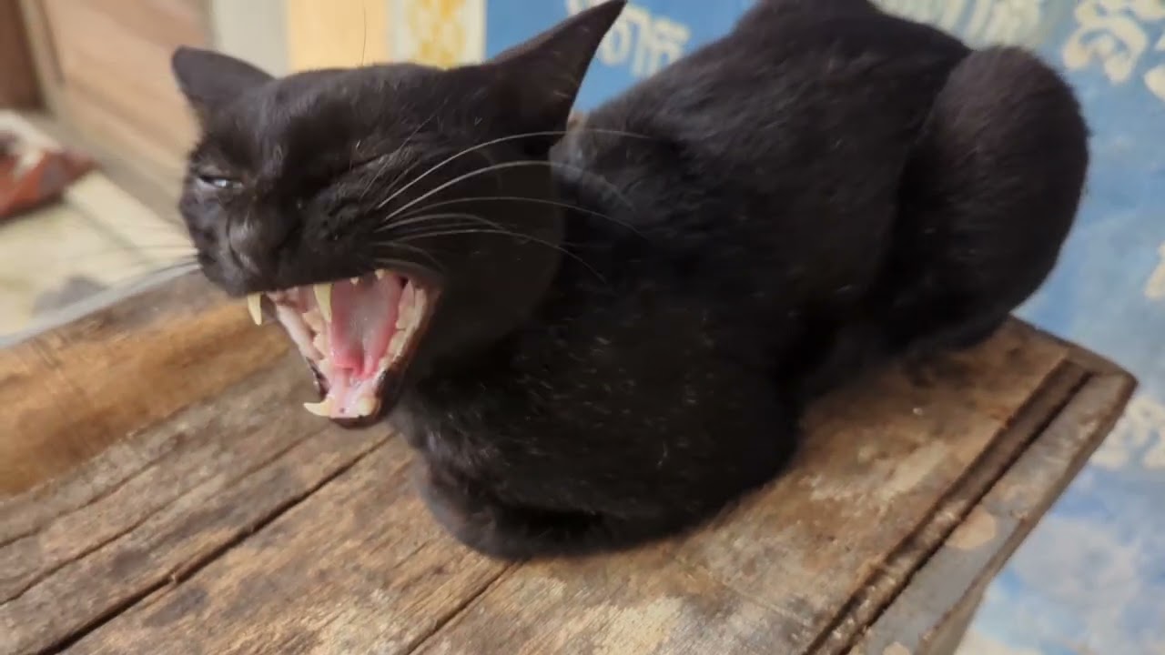 No cat, the snake gets under the skin.