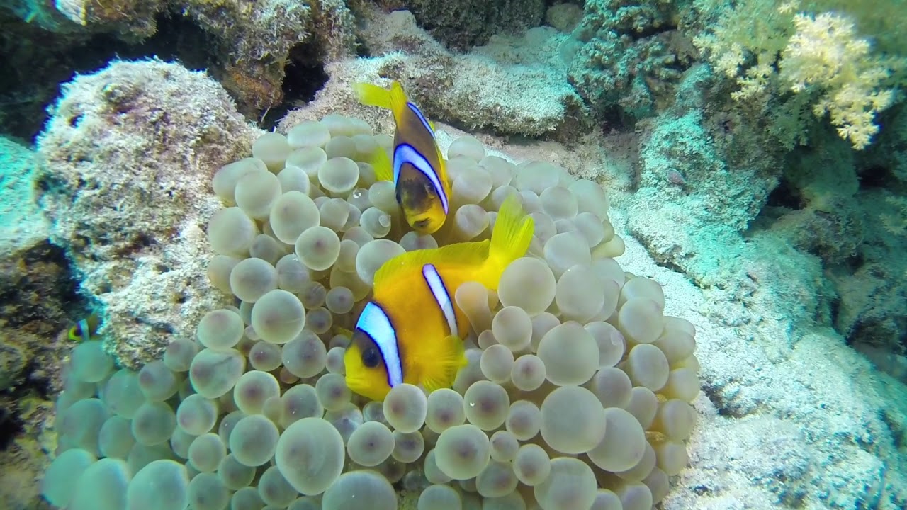 Rotmeer Anemonenfische