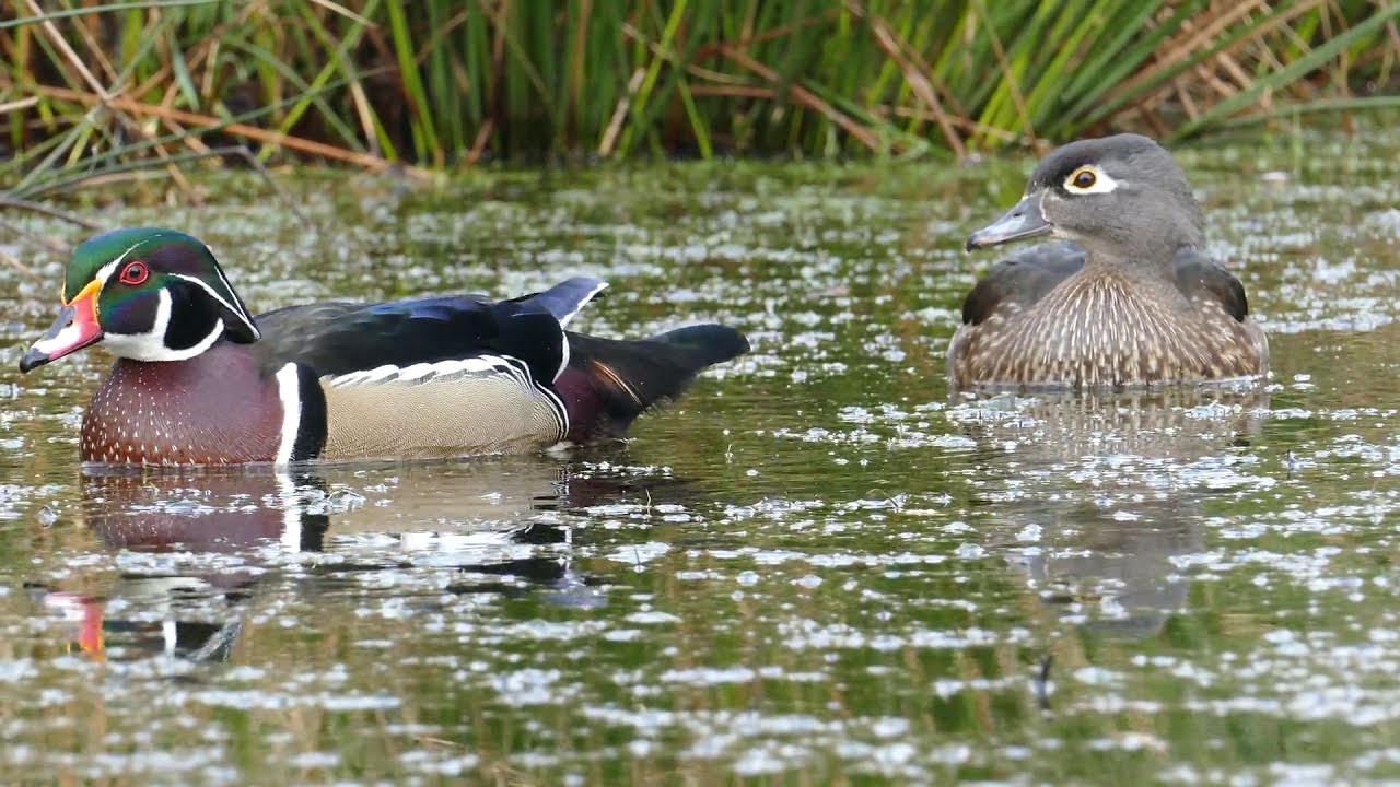 Natuurlijk Speek - Carolina eend