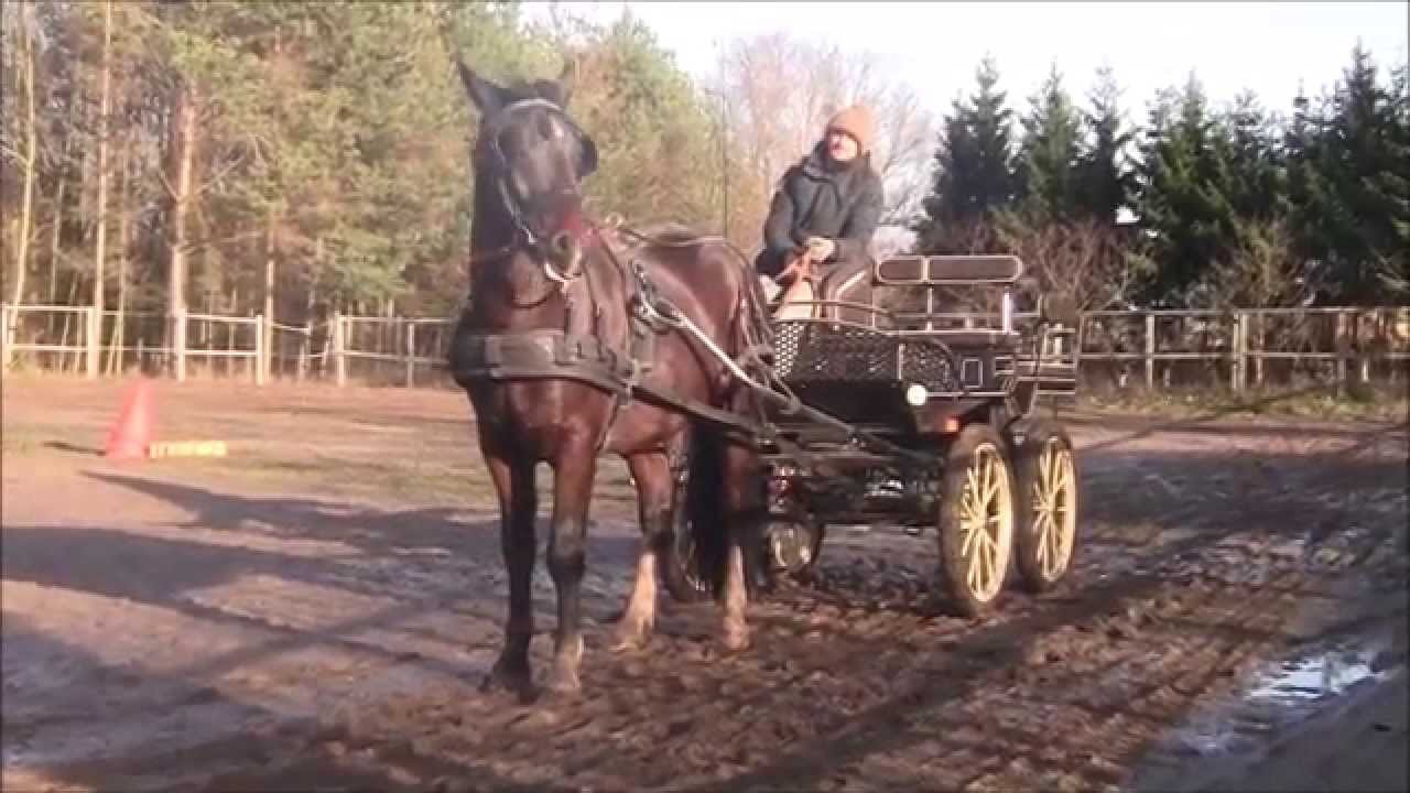 Trening zatrzymania w zaprzęgu