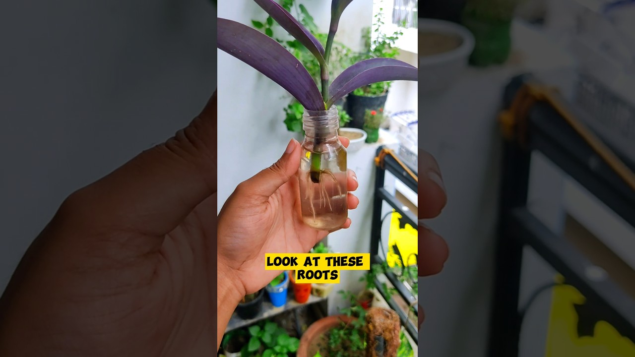 How to propagate purple Heart in water with results #shorts #youtube #gardening #shortsfeed